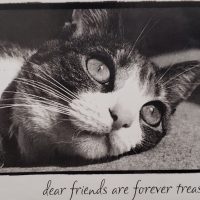 dear-friends