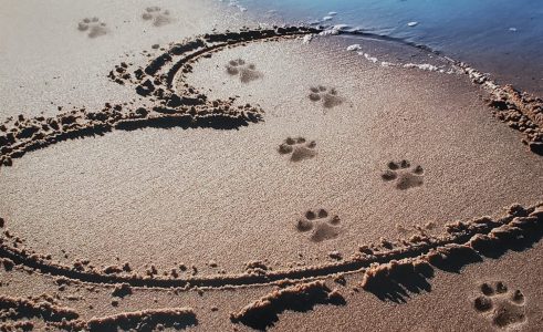 pet paw marks on beach in a heart