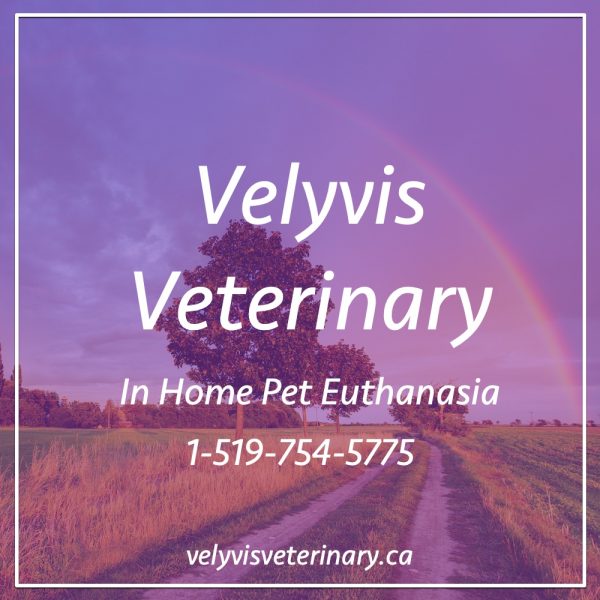 Velyvis Veterinary Ontario
